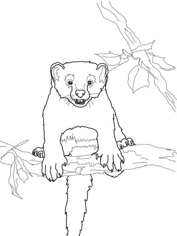 Curious Fisher Cat Coloring Page